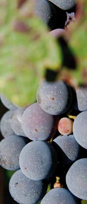 Chateau Maison Noble, La vigne et le vignoble