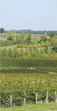 Château Maison Noble, la vigne et les chais